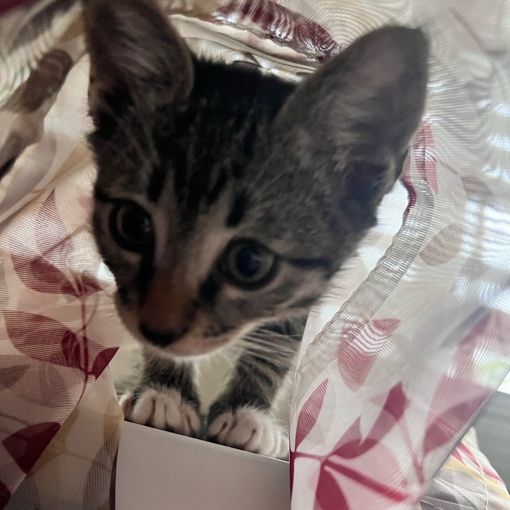Meet your Posher, Ray